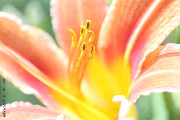 Obraz pink lily closeup