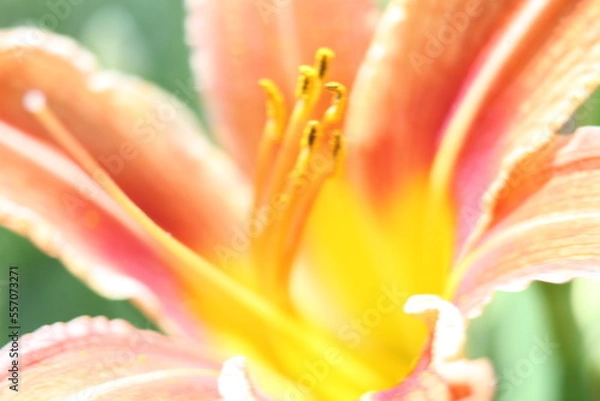 Obraz orange lily closeup