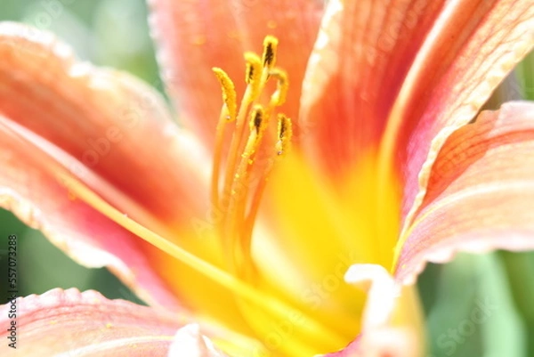 Fototapeta close up of red and yellow lily