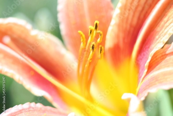 Fototapeta close up of lily