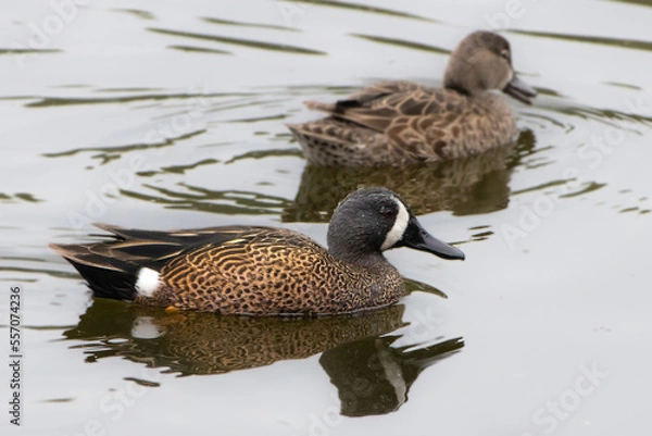 Obraz Blue-winged Teals Swimming in Creek