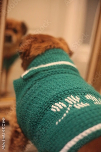 Obraz dog sweater with march saint patrick day