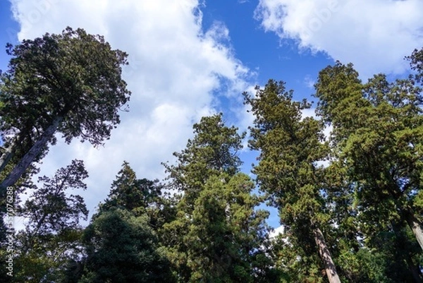 Obraz 青空バックに見上げる杉の大木の情景＠兵庫