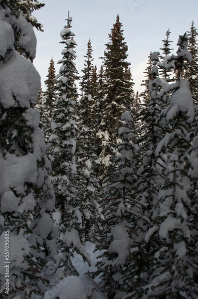 Fototapeta snow covered trees