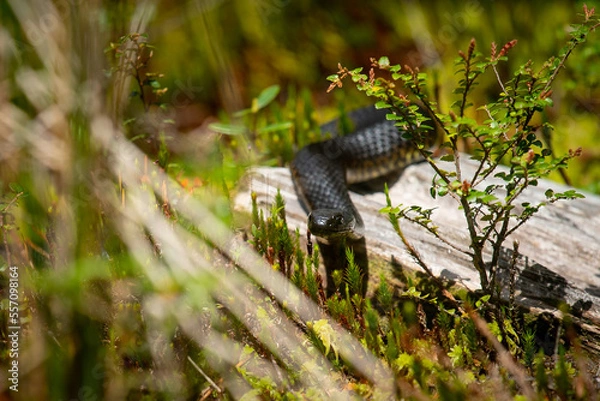 Fototapeta Lowlands Copperhead Snake