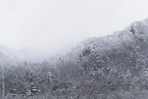 Obraz 吹雪の日に撮影した、山の木々に雪が積もった写真