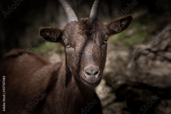 Fototapeta Teutoburger Waldziege