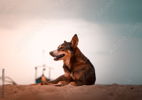 Obraz A dog resting on the sand on an empty beach during the evening golden hour