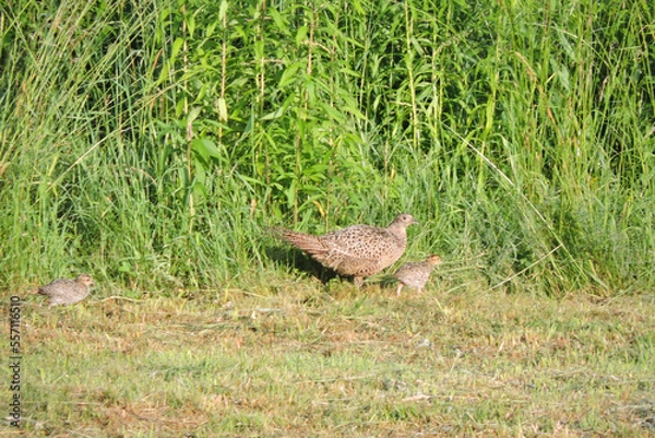 Fototapeta A portrait of a brown female pheasant and two chicks walking through the meadow in the sunlight