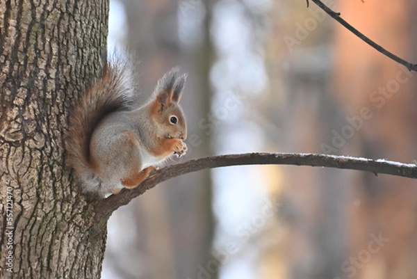Fototapeta A red squirrel eating nuts on a tree