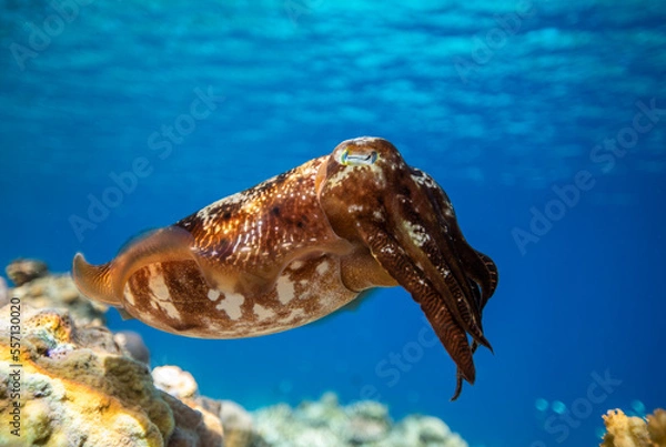 Obraz Cuttlefish on a coral reef in Philippines