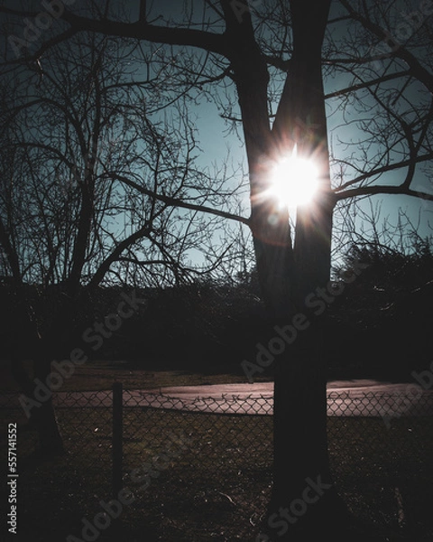 Obraz light in the tree