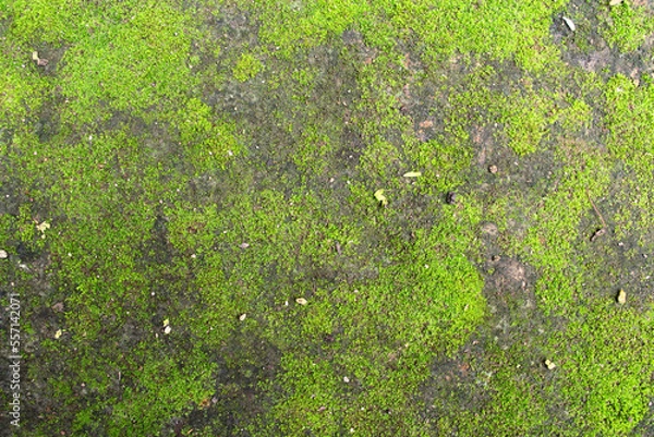 Obraz green moss ground background texture