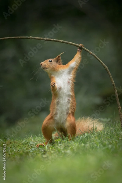 Obraz Red Squirrel in funny pose.