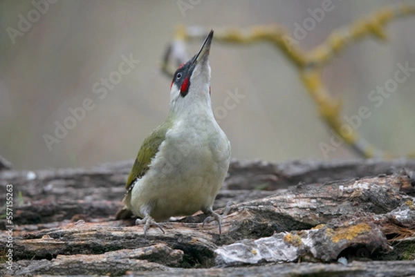 Fototapeta Green Woodpecker drinking and taking a mud bath.