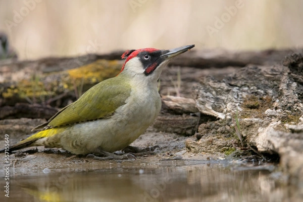 Fototapeta Green Woodpecker drinking and taking a mud bath.