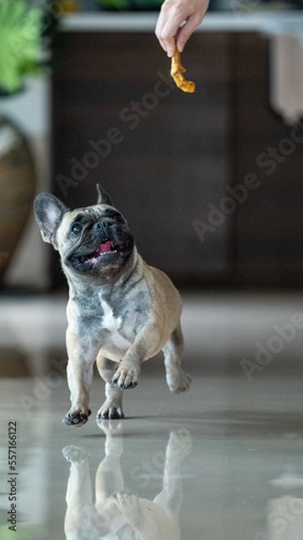 Fototapeta Dog Chasing Bone
