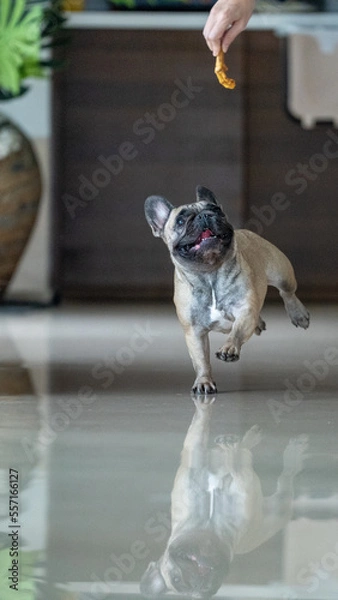 Fototapeta Dog Chasing Bone