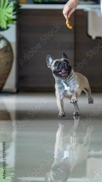 Fototapeta Dog Chasing Bone