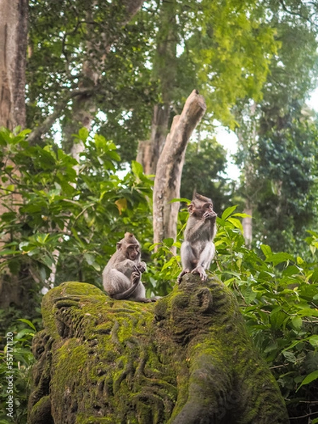 Fototapeta Two monkeys in the jungle