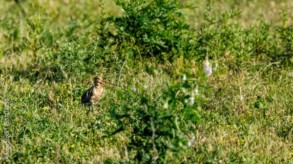 Obraz A Black Tailed Godwit in Danube Delta
