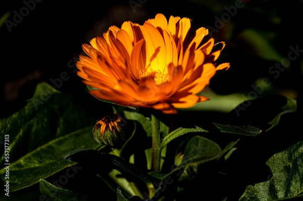 Obraz orange flower on black background