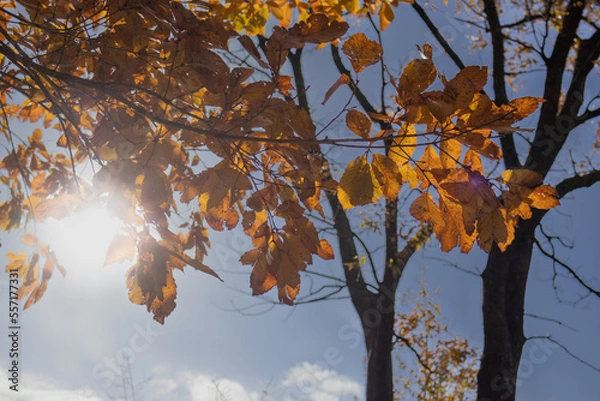 Obraz autumn in the park