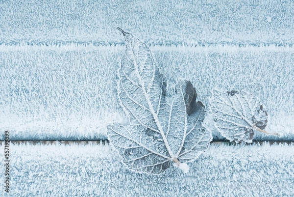 Obraz frozen leaf in winter