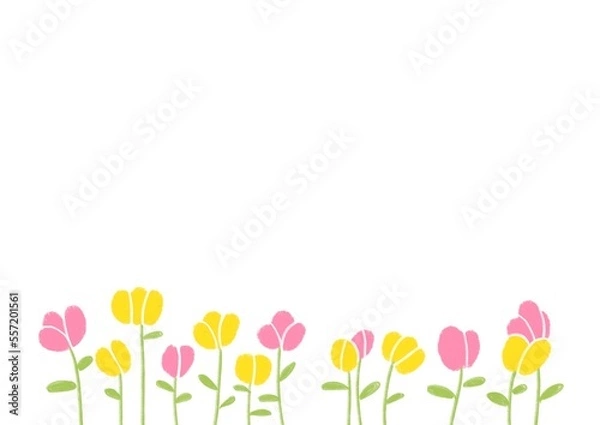 Fototapeta tulips on white background at bottom of picture. Frame card with flowers. template for birthday, wedding, anniversary, Mother's Day greetings. Invitation to holiday with Copy space