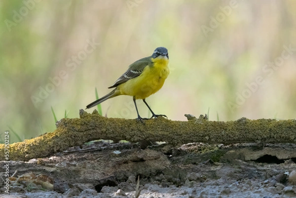 Fototapeta Common Yellow Wgtail in Hungary.