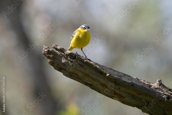 Fototapeta Common Yellow Wgtail in Hungary.