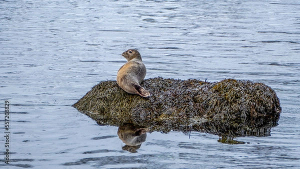 Obraz seal on a rock