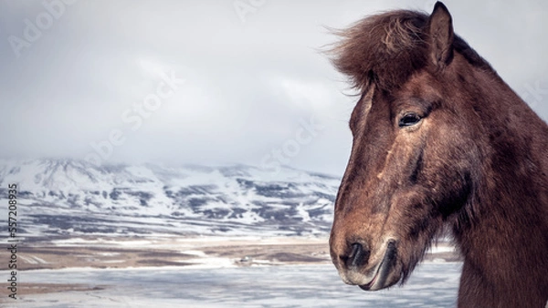 Obraz horse in winter