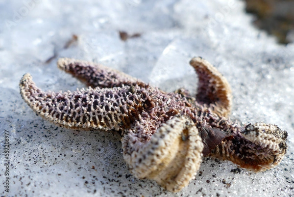 Obraz starfish on the beach