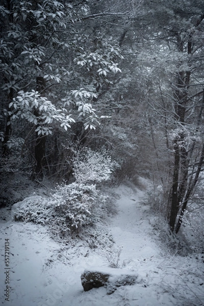 Fototapeta landscape