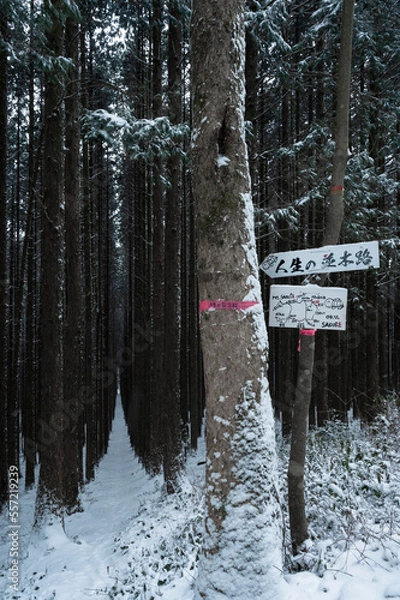 Fototapeta landscape