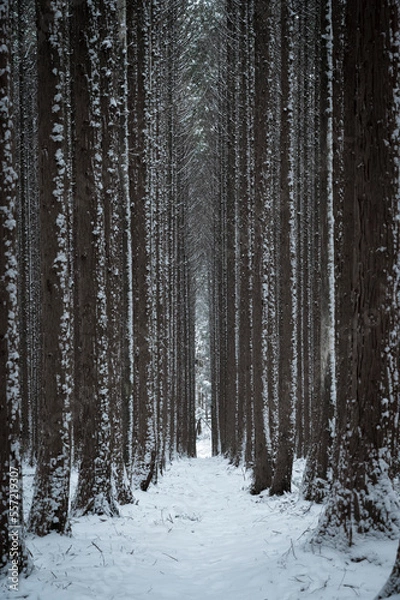 Fototapeta landscape