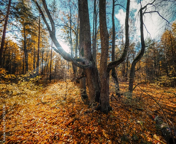 Fototapeta autumn in the woods