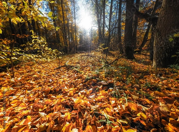 Fototapeta autumn in the forest