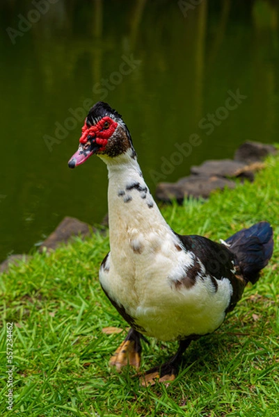 Fototapeta Mauritian muscovy duck native bird showing red markings and black white and grey striped chest and tail feathers
