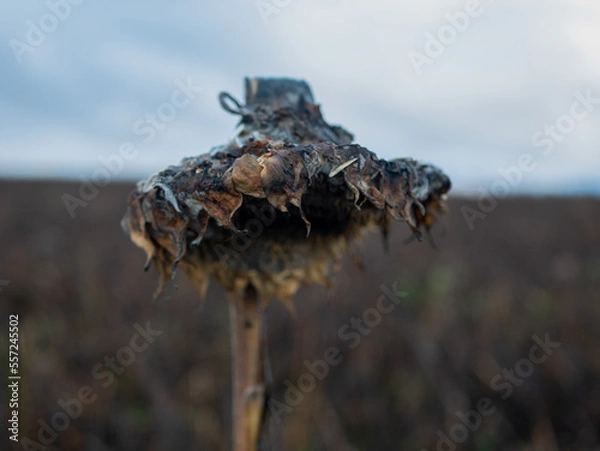 Obraz Dying sunflower