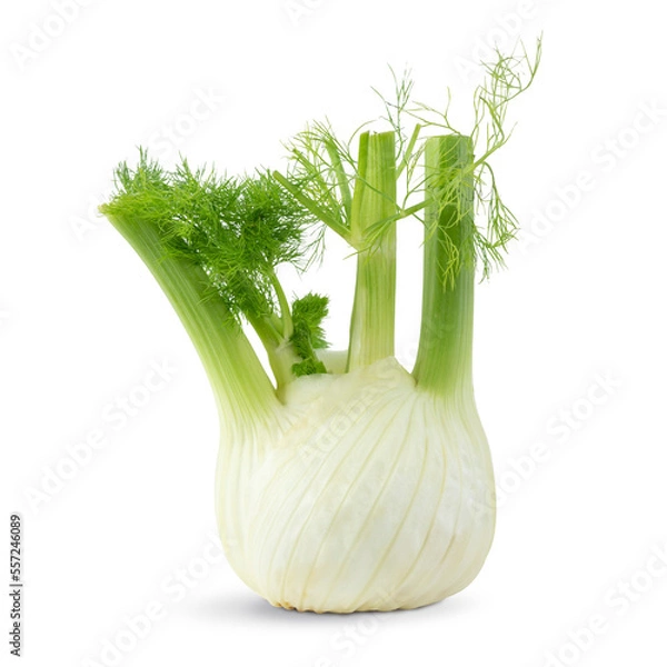 Obraz fresh fennel bulb isolated on white background