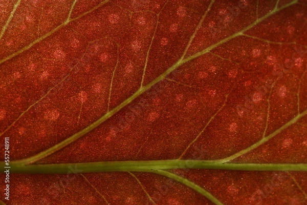 Fototapeta red leaf macro
