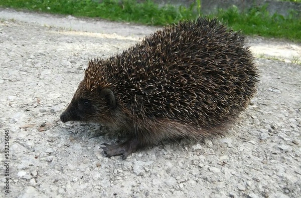 Obraz hedgehog on the ground