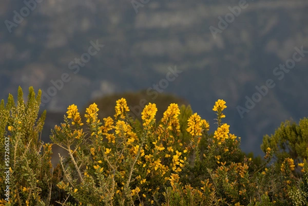 Fototapeta Great yellow flowers in the foreground of a gorgeous hilly landscape. Great portrait photo of the flower.