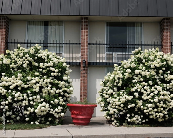 Obraz house with flowers