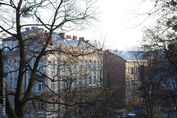 Fototapeta trees in winter