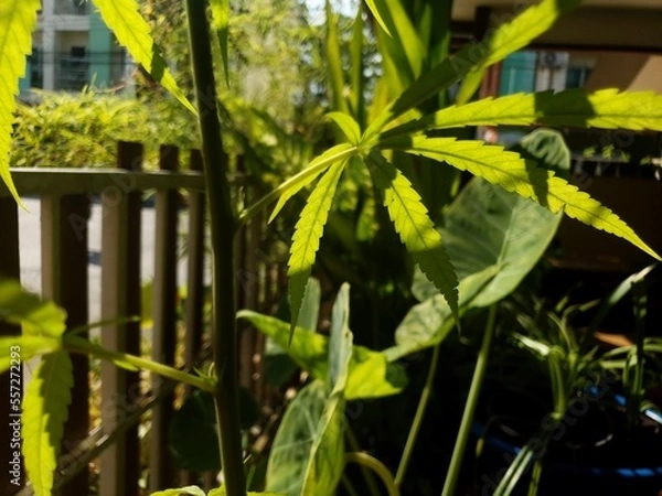 Obraz leaves in a garden