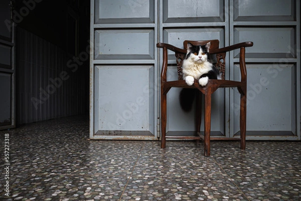 Fototapeta cat with funny face