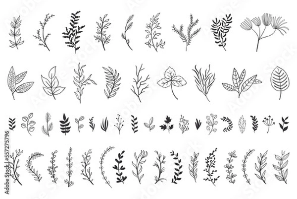 Obraz set collection plants leave hand draw vector. Drawing beautiful creeper leaves, decorative set	